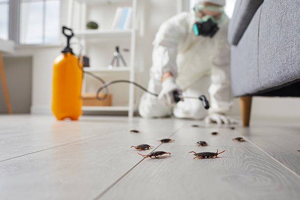 Post-Treatment Bed Bug Interceptor Monitoring in Sound Beach
